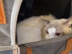 -钦宠·猫咪售卖·洗护·寄养(东圃旗舰店)