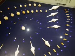 -青岛贝壳博物馆
