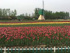 -荷兰花海