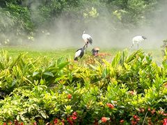 -广州长隆飞鸟乐园