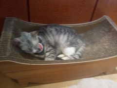 -万小咖.猫咖(中山路天虹店)