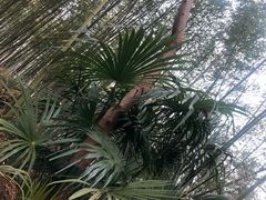 -黄海国家森林公园