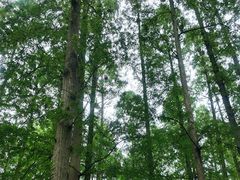 -五七小李子油焖大虾(总店)