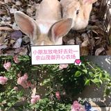 小朋友放电好去处—佘山茂御开心农场