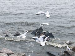 -深圳湾公园(南山区)