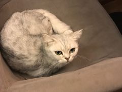 -猫友咖啡店(玉林西路店)