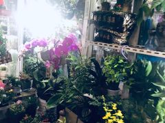 -万商花鸟市场