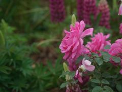 -深圳国际园林花卉博览园