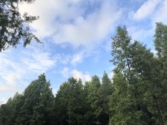 -黄海国家森林公园