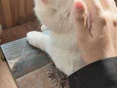 -猫的茶·猫咖