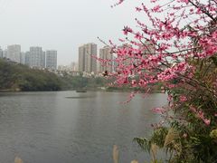 -重庆彩云湖湿地公园
