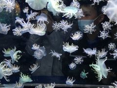 -太平洋海底世界