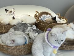 -怪兽屋·羊驼·猫咖·狗咖(俊华广场店)