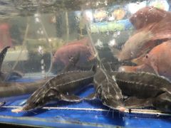 -蚝得喜海鲜(东城店)