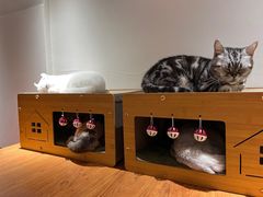 -有猫主题·治愈系猫咖(曾厝垵店)