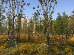 -上海长兴岛郊野公园