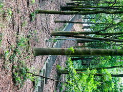 -滴水岩森林公园