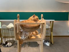 -飞行喵MR PILOT|猫舍·猫咖(静安大融城店)