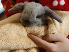 -猫猫幼稚园·撸猫·桌游·电玩