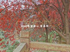 -铁山坪森林公园