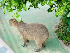 -苏州太湖西山岛开心农场