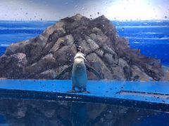 -青岛海底世界-水族馆