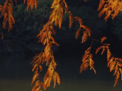 -深圳市中科院仙湖植物园