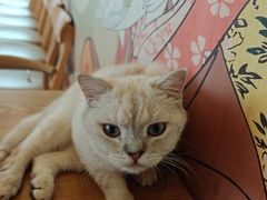 -Let's go狗咖·猫咖·奶狗·桌游(春熙路IFS店)