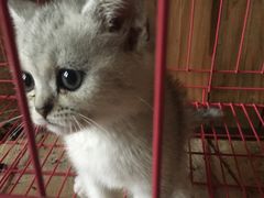 -壹六猫窝(谷德店)