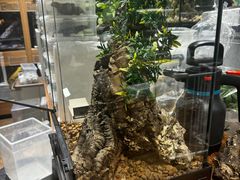 -酷以爬仙阁实体爬宠店·守宫·蜥蜴·专业繁育