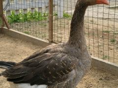 -意大利农场度假村