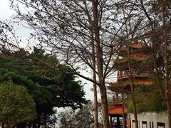 -神光山国家森林公园