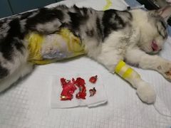 -瑞派雷欧宠物医院·24h夜诊·心脏骨科牙科·全科重症转诊中心(无影山店)