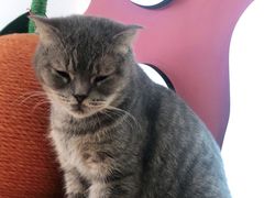 -喵园·猫主题咖啡厅·撸猫·猫咖(国贸店)