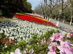 -上海鲜花港
