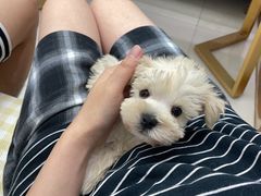 -翊宠yipet猫狗购宠庄园犬舍•猫舍