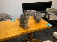 -猫色咖啡·猫咖