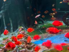 -秦皇岛新澳海底世界