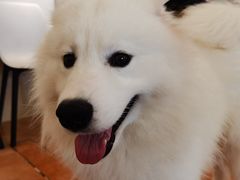 -Let's go狗咖·猫咖·奶狗·桌游(春熙路IFS店)