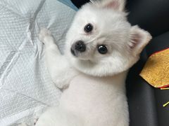 -瑞鹏宠物医院犬猫全科(真大分院)