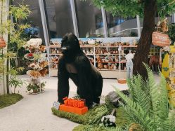 -IMON·HANSA潮玩玩偶毛绒玩具(通州万象汇店)