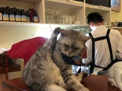 -猫色咖啡·猫咖