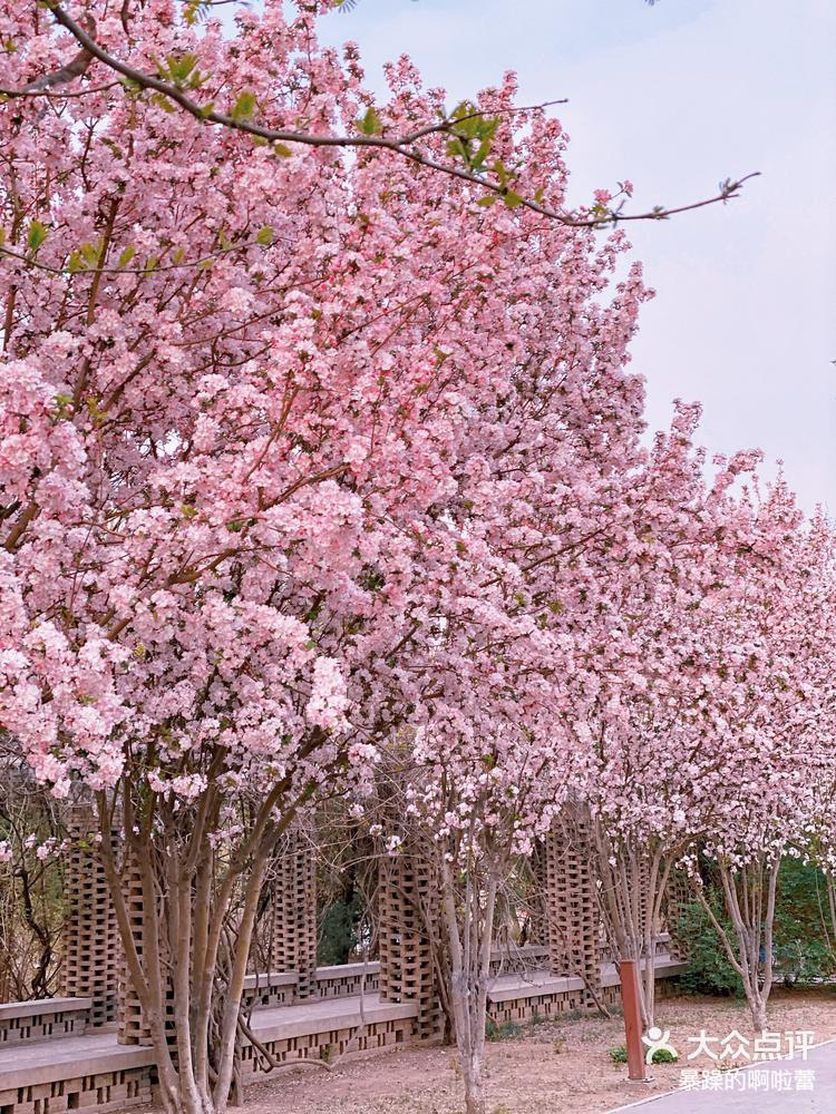 天津水上公园春季赏花图片