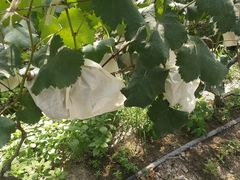 -马陆小张葡萄园农家乐