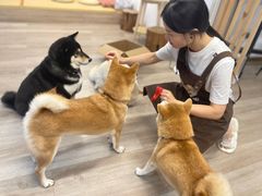 -柴迷FANS CLUB·柴犬狗咖·猫咖
