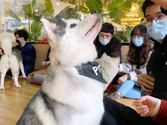 -Husky Go! 哈士奇体验馆·宠物咖啡厅狗咖