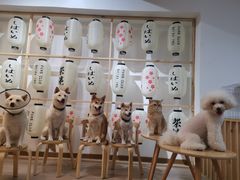 -柴迷FANS CLUB·柴犬狗咖·猫咖