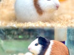 -呀路古热带植物园