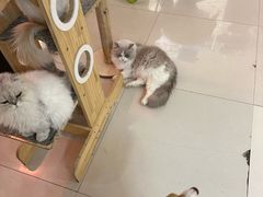 -平行世界·猫咖(首经贸店)