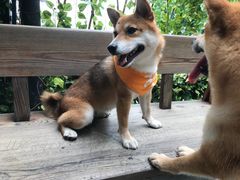 -柴犬高等学院·狗咖·柴犬售卖·宠物训练